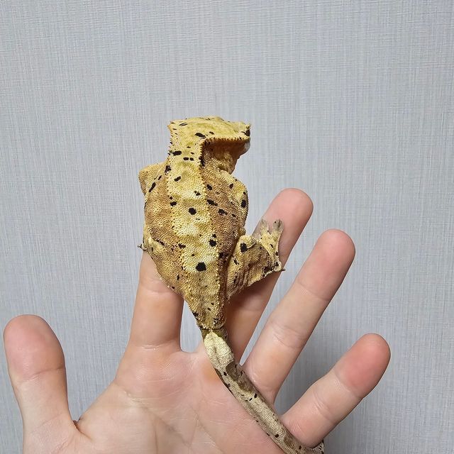 달마시안