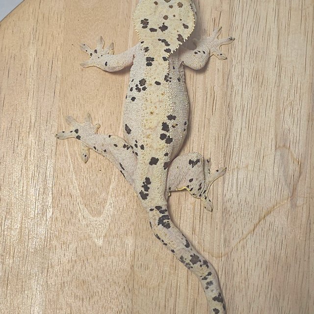 달마시안 슈퍼달마시안