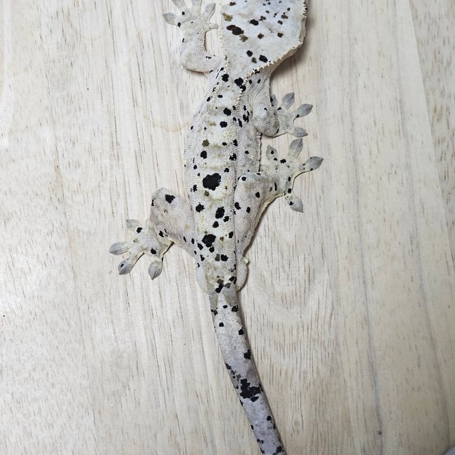 슈퍼달마시안 달마시안