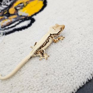 고담이베이비