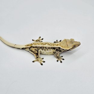 핀스트라이프 트라이 쿼드 드리피