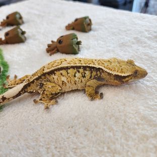 로엘