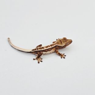 에밀리