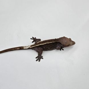 아잔틱