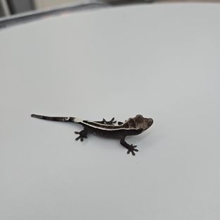 카푸치노 아잔틱