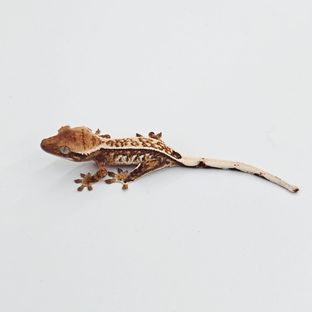 에밀리