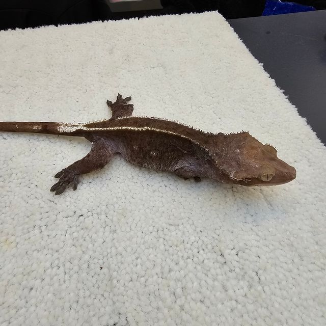 아잔틱