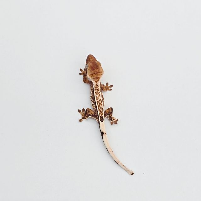 에밀리