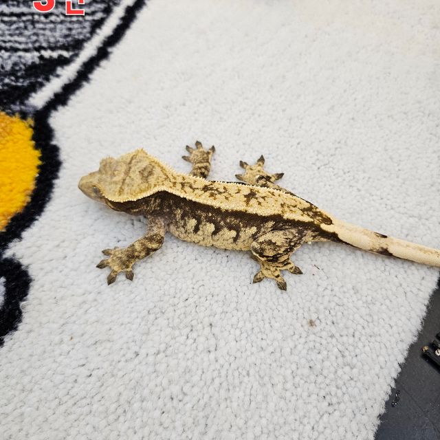 트라이