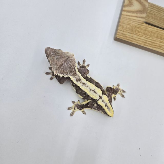 릴잔틱