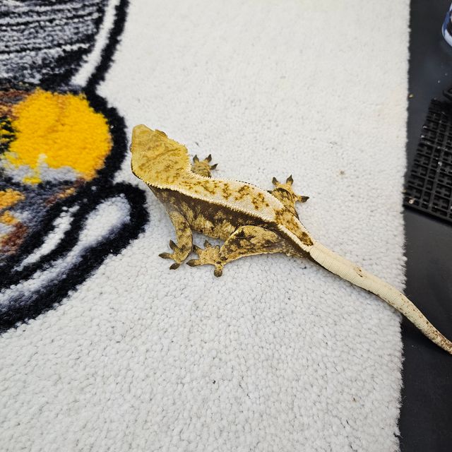트라이
