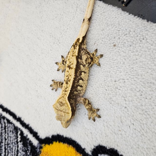 트라이