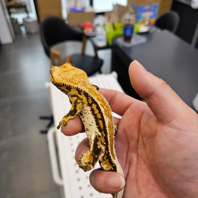 에밀리 트라이 풀핀 엠티백 쿼드