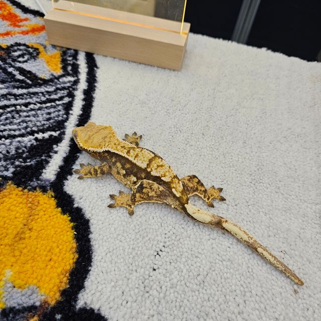 트라이