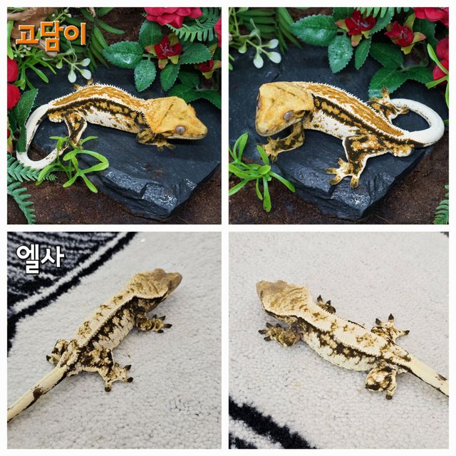 에밀리 레이지