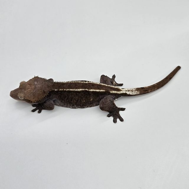 아잔틱