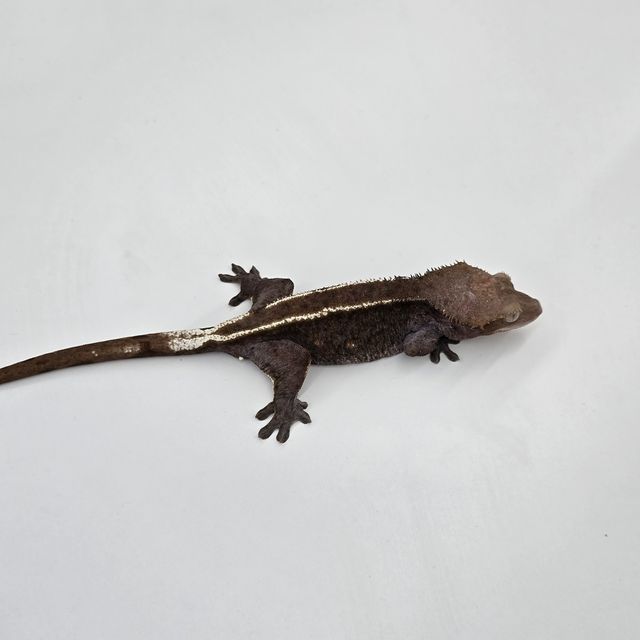 아잔틱