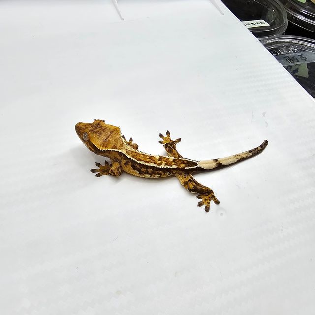에밀리 트라이 쿼드 엠티백