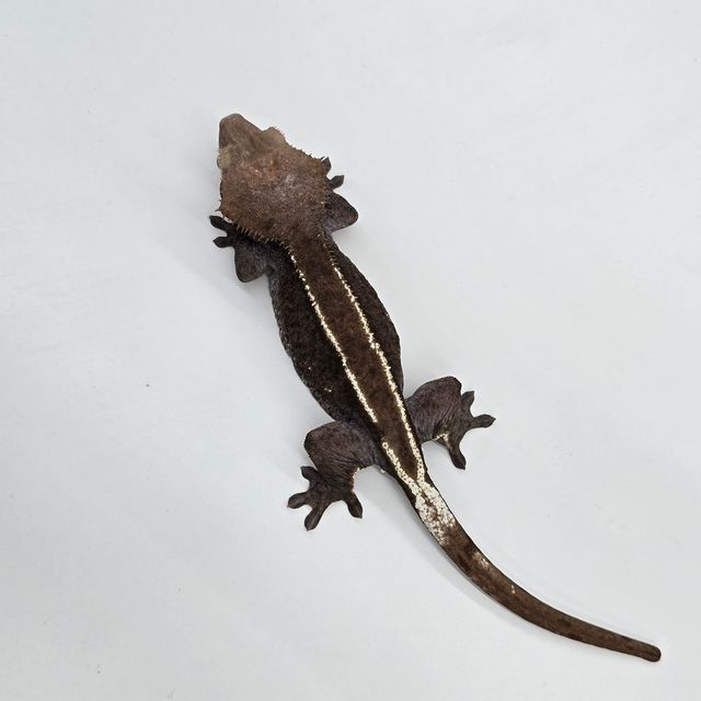 아잔틱