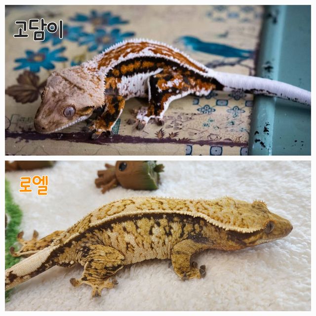 에밀리 트라이 쿼드 핀스트라이프