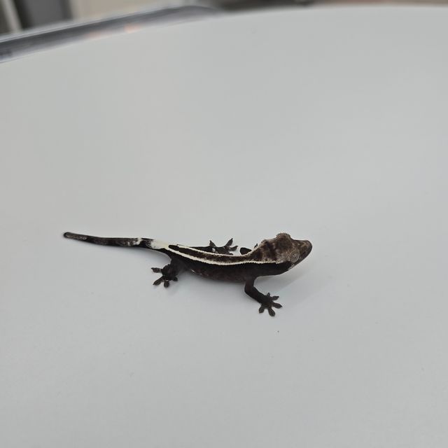 카푸치노 아잔틱
