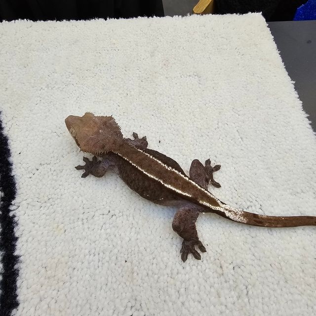 아잔틱
