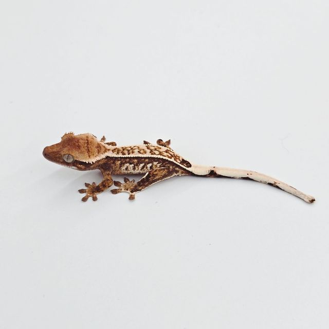 에밀리