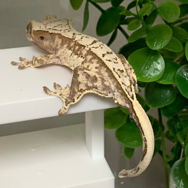 노멀 쿼드 화이트스팟 레드 화이트포트홀