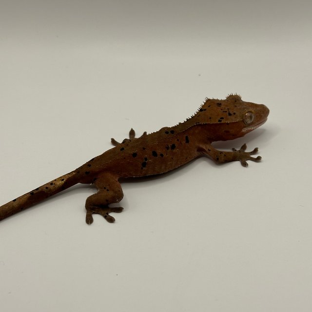 노멀 달마시안 레드