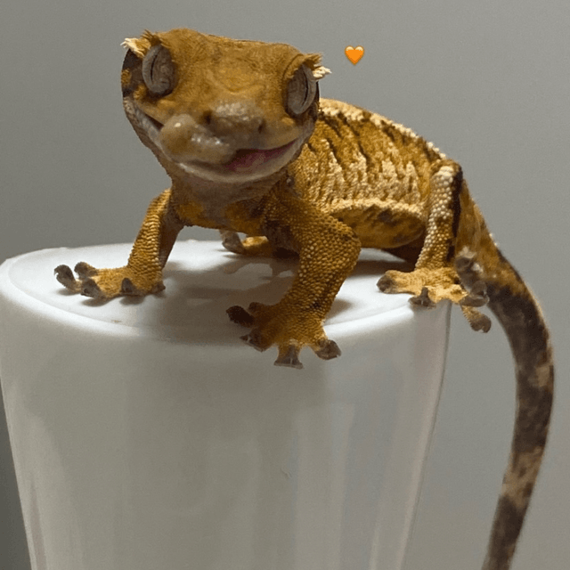 노멀 트라이 텐저린