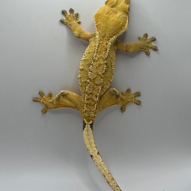 노멀 트라이 텐저린