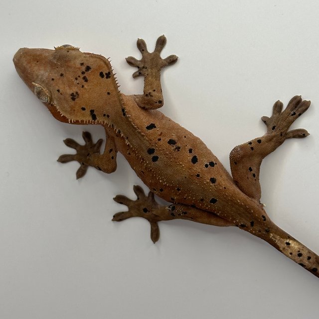 노멀 달마시안 레드