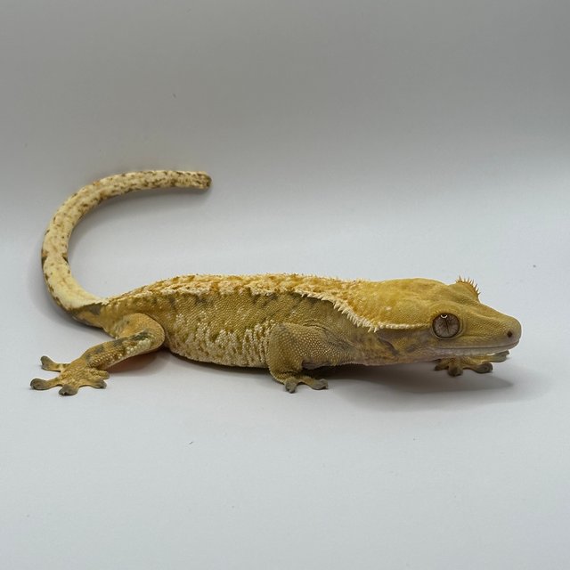 노멀 트라이 텐저린