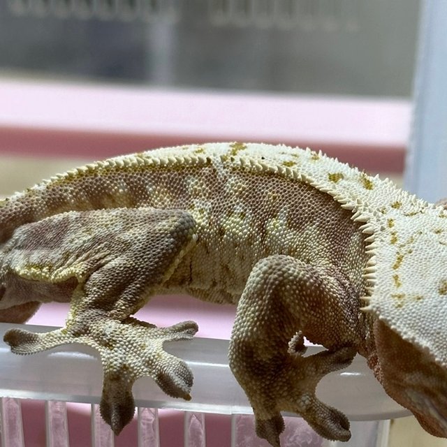 노멀 쿼드 화이트스팟 레드 화이트포트홀