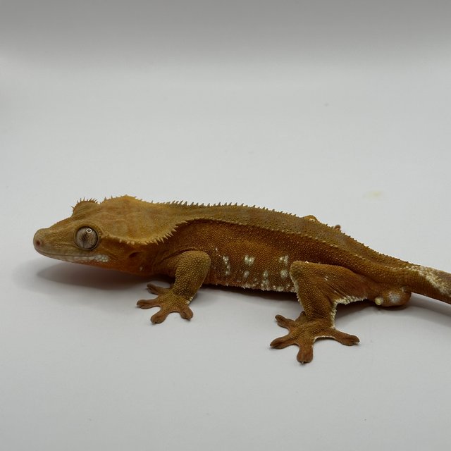 노멀 레드 화이트포트홀 바이