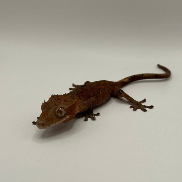 노멀 달마시안 레드