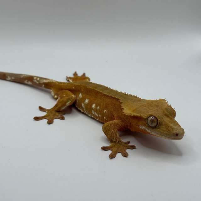 노멀 레드 화이트포트홀 바이