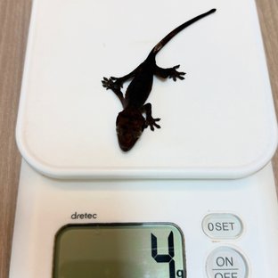 베이비1
