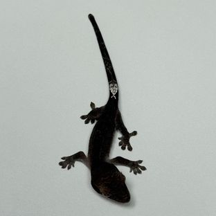 챠콜
