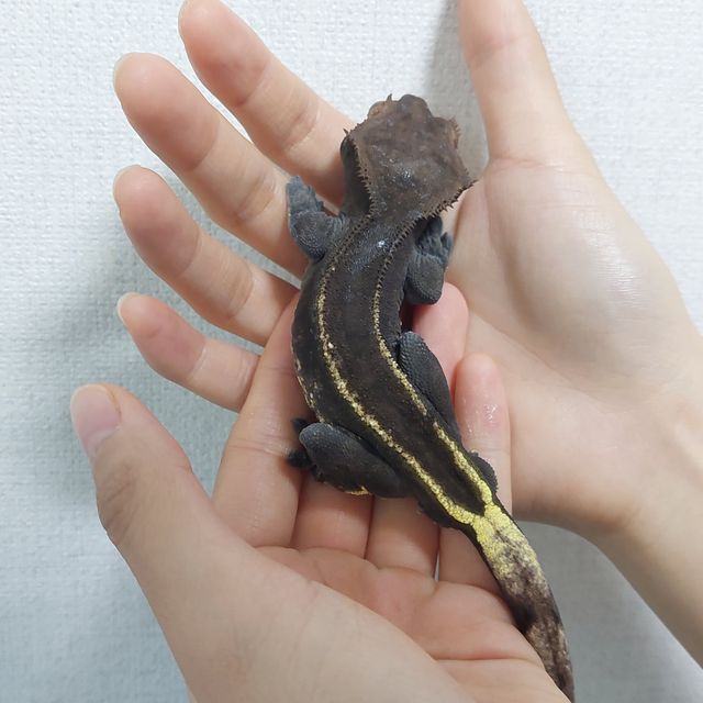 카푸치노 엠티백 트라이 다크 핀스트라이프