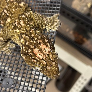 리버만 GTX 하이 컬러