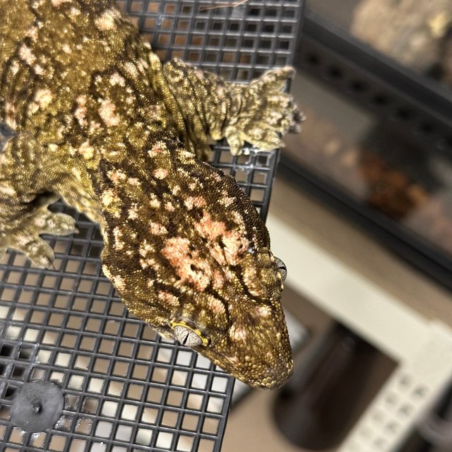 리버만 GTX 하이 컬러