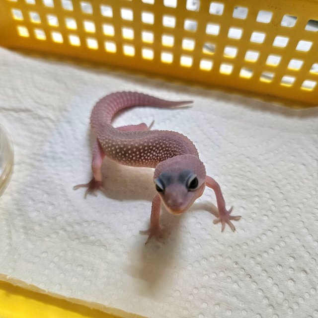 사이퍼 머피 패턴리스