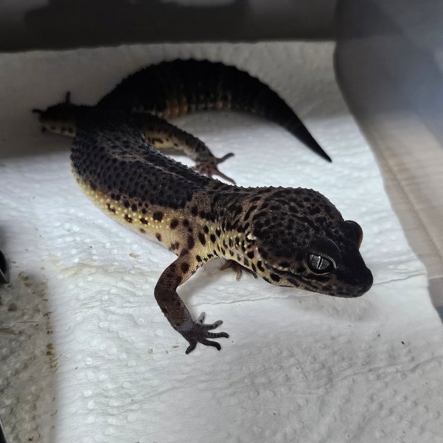 텐저린 블랙나이트