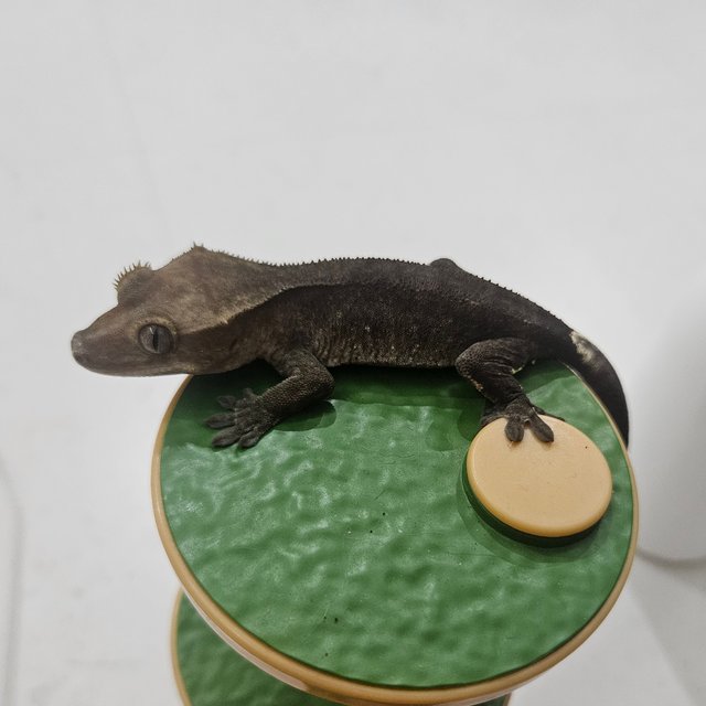 아잔틱 패턴리스