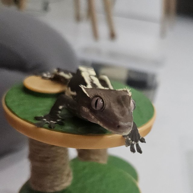 아잔틱 릴리화이트