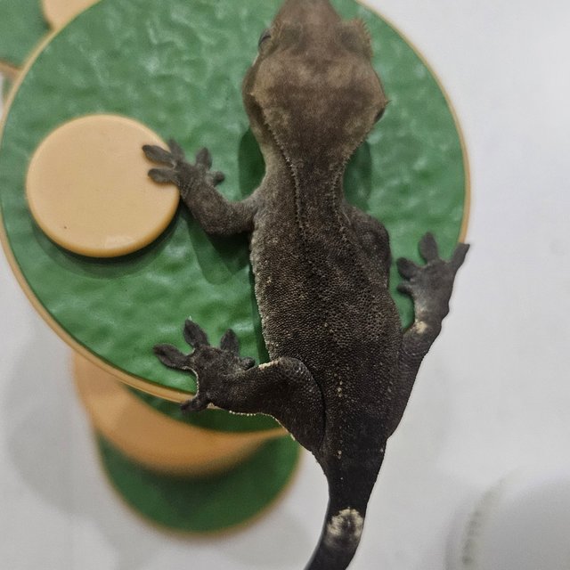 아잔틱 패턴리스