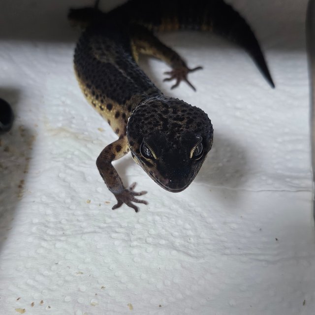 텐저린 블랙나이트