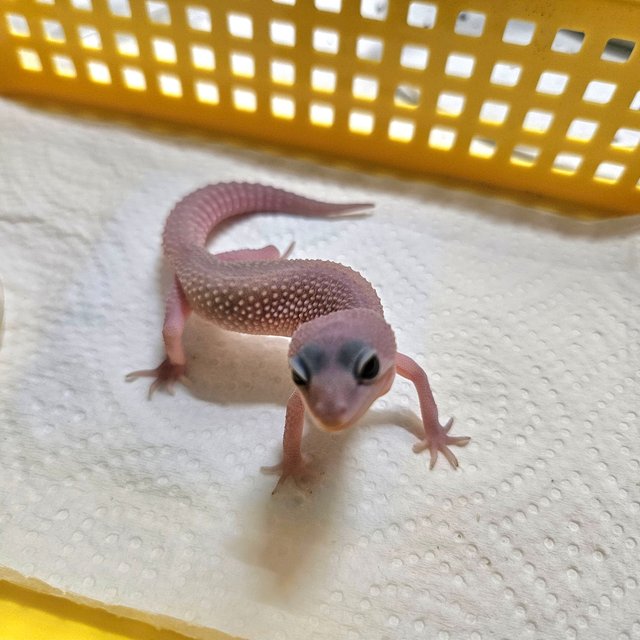 사이퍼 머피 패턴리스