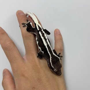 릴리화이트 릴잔틱 아잔틱